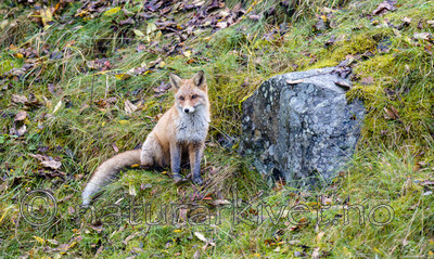 BB 14 0279 / Vulpes vulpes / Rødrev